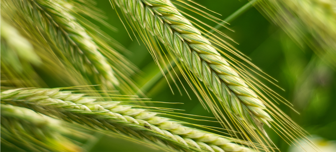 Close up of rye ears growing on the field. Summer landscape. Agriculture harvest. Countryside background. Grain for rye flour. Agribusiness