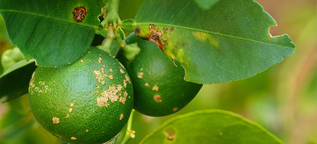 planta de laranja infetada por Citrus leprosis vírus 