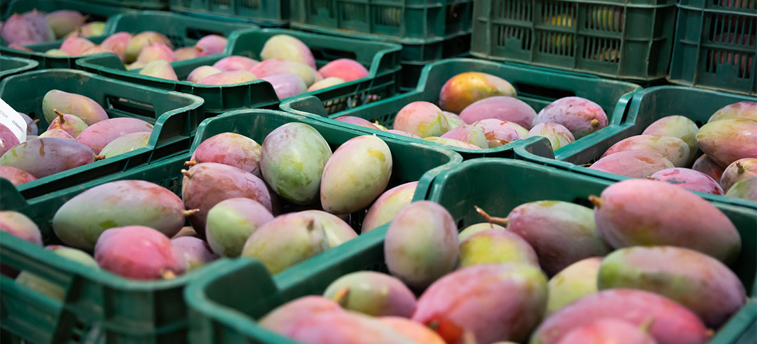 Manga recém-colhida em caixas plásticas no depósito de embalagens de frutas