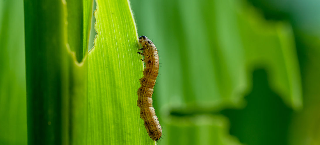 Folha de milho danificada pela lagarta do cartucho Spodoptera frugiperda