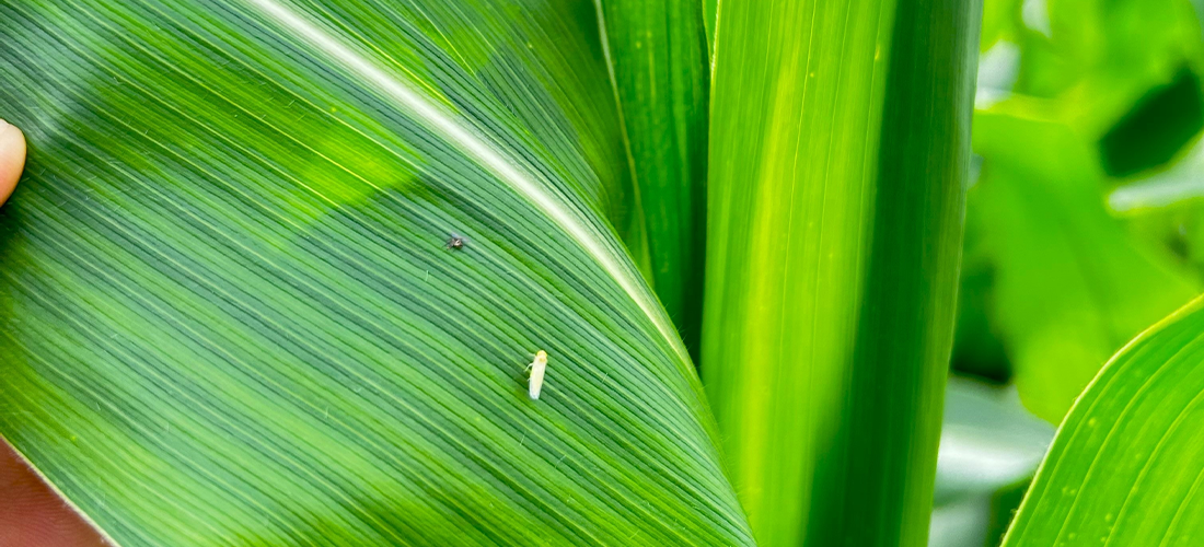 cigarrinha do milho numa planta de milho