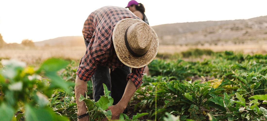 Número de trabalhadores no agronegócio  brasileiro bate recorde 