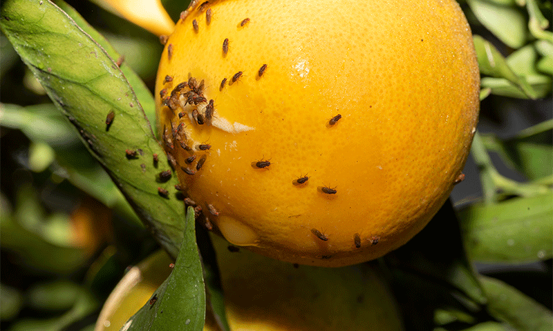 mosca-das-frutas