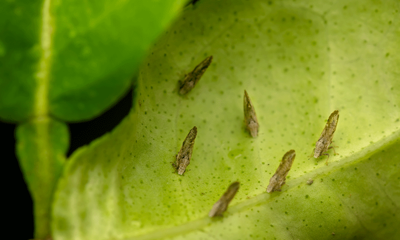 Citrus psyliid adults at the backside of the citrus leaf plant. These psyllids responsible for spreading citrus greening disease which is one of the most destructive diseases of citrus worldwide.