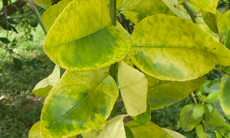 greening