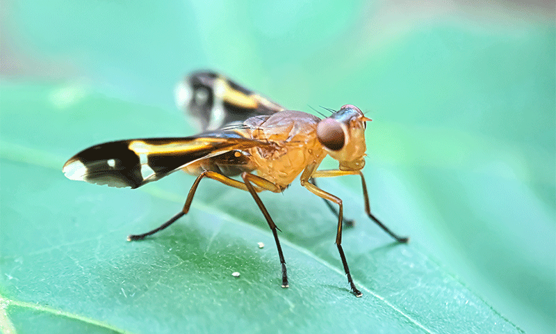 mosca-das-frutas