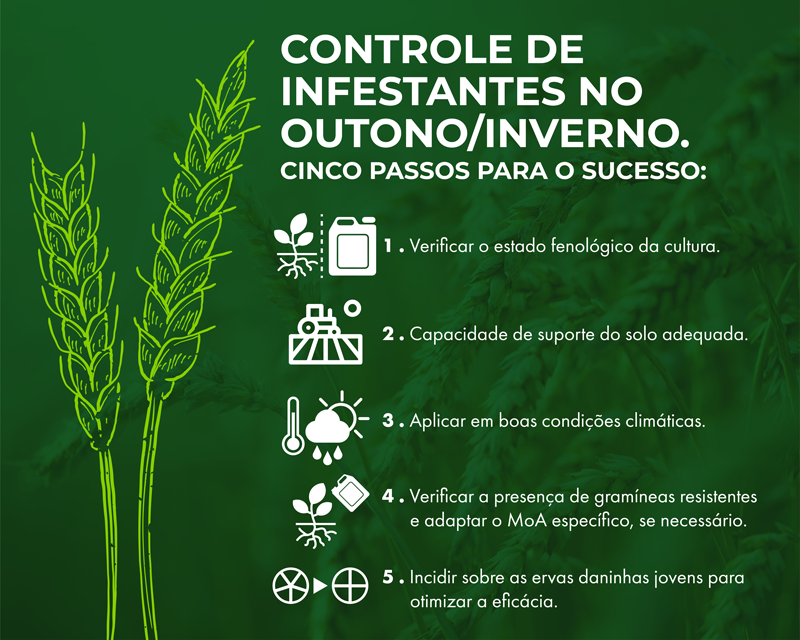 Controle de infestantes no outono/inverno. Cinco passos para o sucesso: 1- Verificar o estado fenológico da cultura 2- Capacidade de suporte do solo adequada. 3- Aplicar em boas condições climáticas  4- Verificar a presença de gramíneas resistentes e adaptar o MoA específico, se necessário. Incidir sobre as ervas daninhas jovens para otimizar a eficácia.