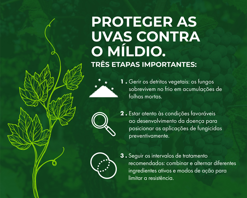 Proteger as uvas contra o míldio. Quatro etapas importantes: 1 - Gerir os detritos vegetais: os fungos sobrevivem no frio em acumulações de folhas mortas. 2 - Estar atento às condições favoráveis ao desenvolvimento da doença para posicionar as aplicações de fungicidas preventivamente. 3 - Seguir os intervalos de tratamento recomendados: combinar e alternar diferentes ingredientes ativos e modos de ação para limitar a resistência