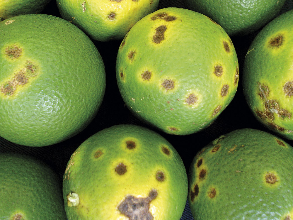 lepra frutos