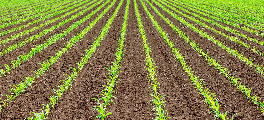 Green parallel lines of a young corn field.