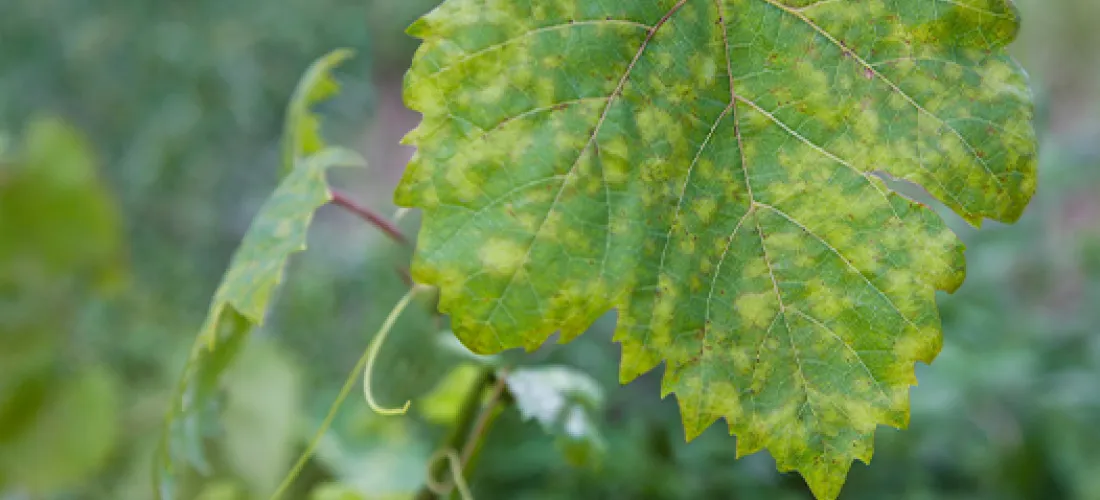 Closeup of vine grape leaf affected by Downy Mildew