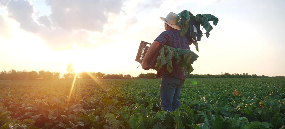 homem fazendeiro com uma caixa de vegetais verdes frescos caminha por seu campo. fazenda agrícola conceito de luz solar de negócios orgânicos. um fazendeiro com caixas colhe em seu campo negócios no agronegócio