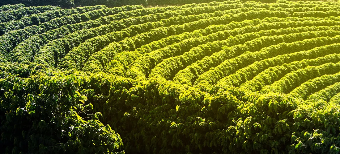 plantação de café no brasil