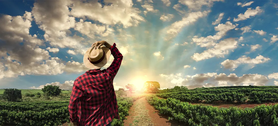 Fazendeiro trabalhando no campo de café ao pôr do sol ao ar livre