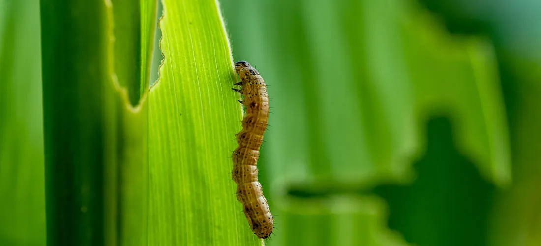 Folha de milho danificada pela lagarta do cartucho Spodoptera frugiperda