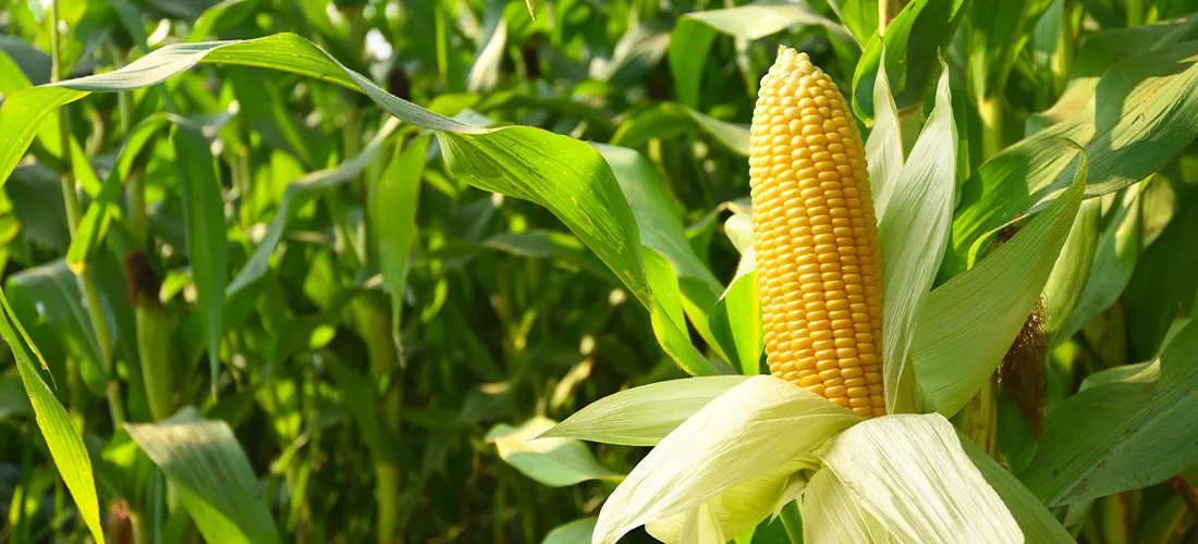 Espigas de milho em close-up em um campo de plantação de milho.