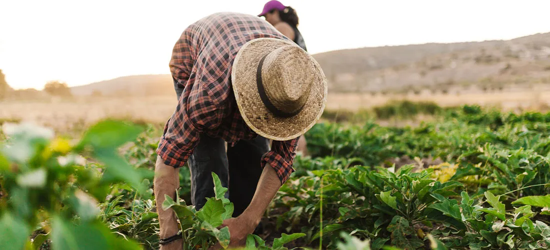 Número de trabalhadores no agronegócio  brasileiro bate recorde 