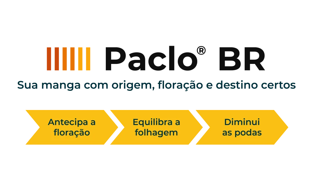 Paclo Esquema 2