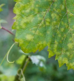 Closeup of vine grape leaf affected by Downy Mildew