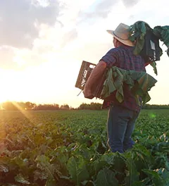 homem fazendeiro com uma caixa de vegetais verdes frescos caminha por seu campo. fazenda agrícola conceito de luz solar de negócios orgânicos. um fazendeiro com caixas colhe em seu campo negócios no agronegócio