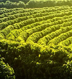 plantação de café no brasil