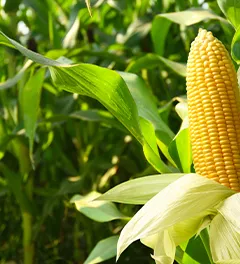 Espigas de milho em close-up em um campo de plantação de milho.
