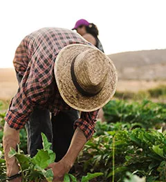 Número de trabalhadores no agronegócio  brasileiro bate recorde 